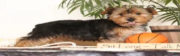 Yorkshire Terrier dogs for sale: Kato - Ad 3