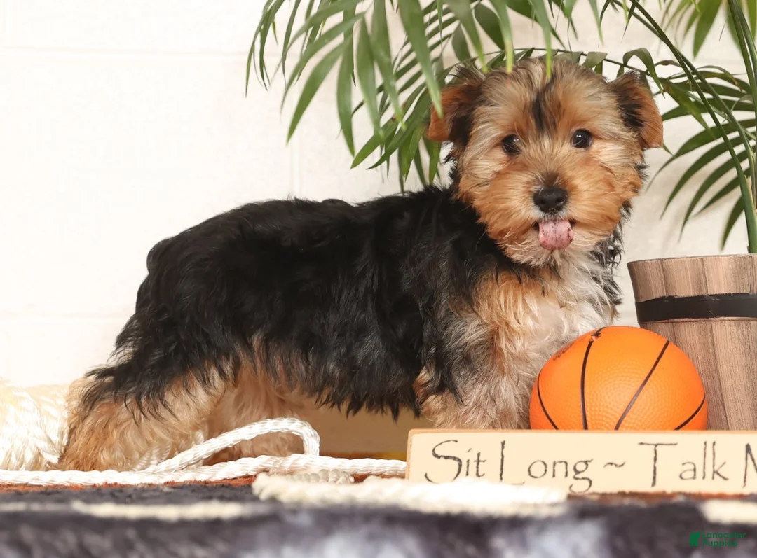 Yorkshire Terrier dogs for sale: Kato - Ad 3