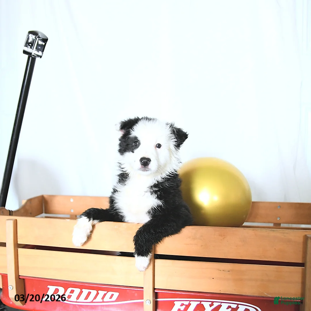 Border Collie dogs for sale: Finnley - Ad 1