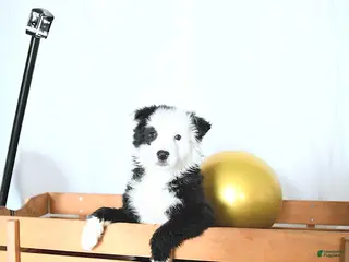 Border Collie dogs for sale: Finnley - Ad 2