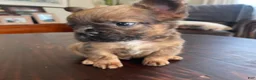 French Bulldog dogs for sale: Twix - Ad 4