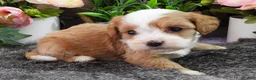 Cavapoo dogs for sale: #4 Male of Kate - Ad 4