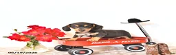 Miniature Dachshund dogs for sale: Stevey - Ad 4
