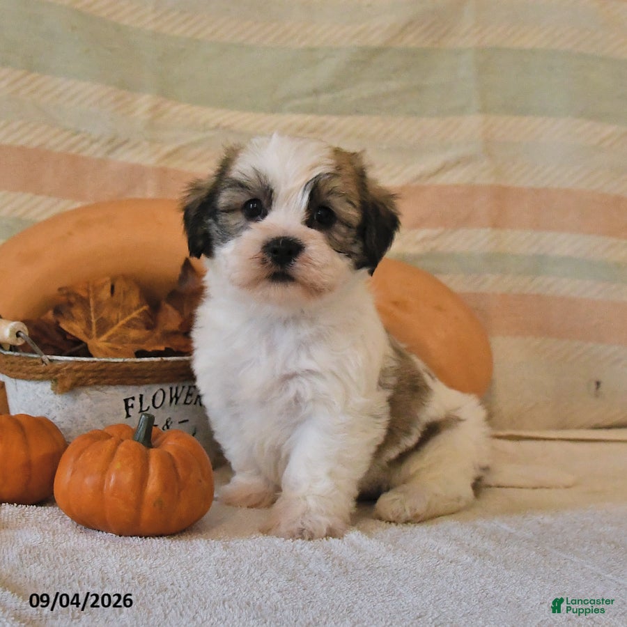 Malshi dogs Mickey - Ad 2