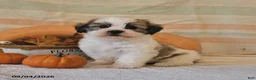Malshi dogs for sale: Mickey - Ad 2