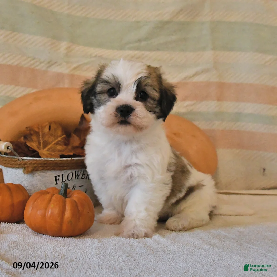 Malshi dogs for sale: Mickey - Ad 2