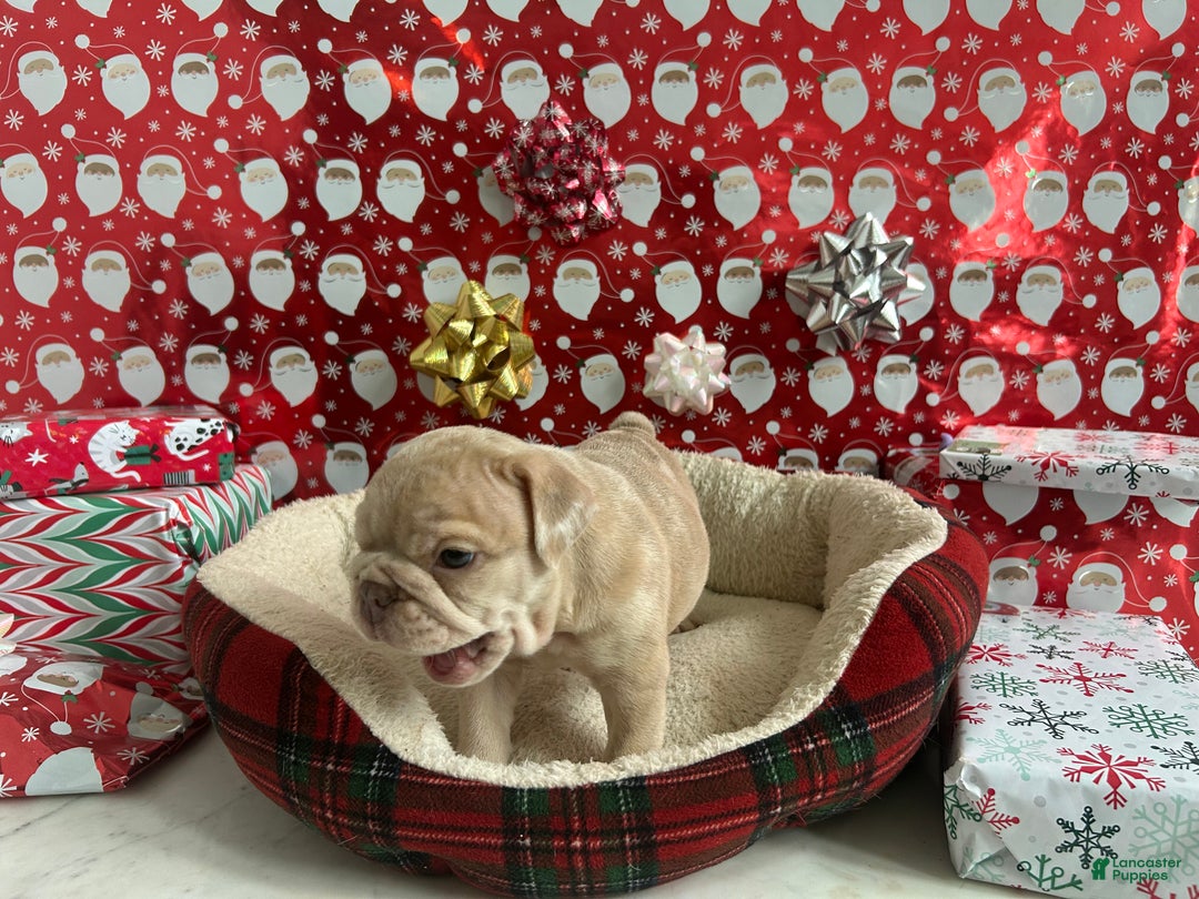 English Bulldog dogs for sale: River - Ad 7