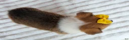Welsh Corgi Pembroke dogs for sale: Ariel 💕 - Ad 20