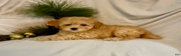Toy Poodle dogs for sale: Gracie - Ad 3