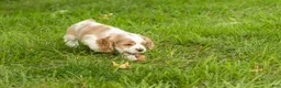 Cocker Spaniel dogs for sale: Cooper  - Ad 5