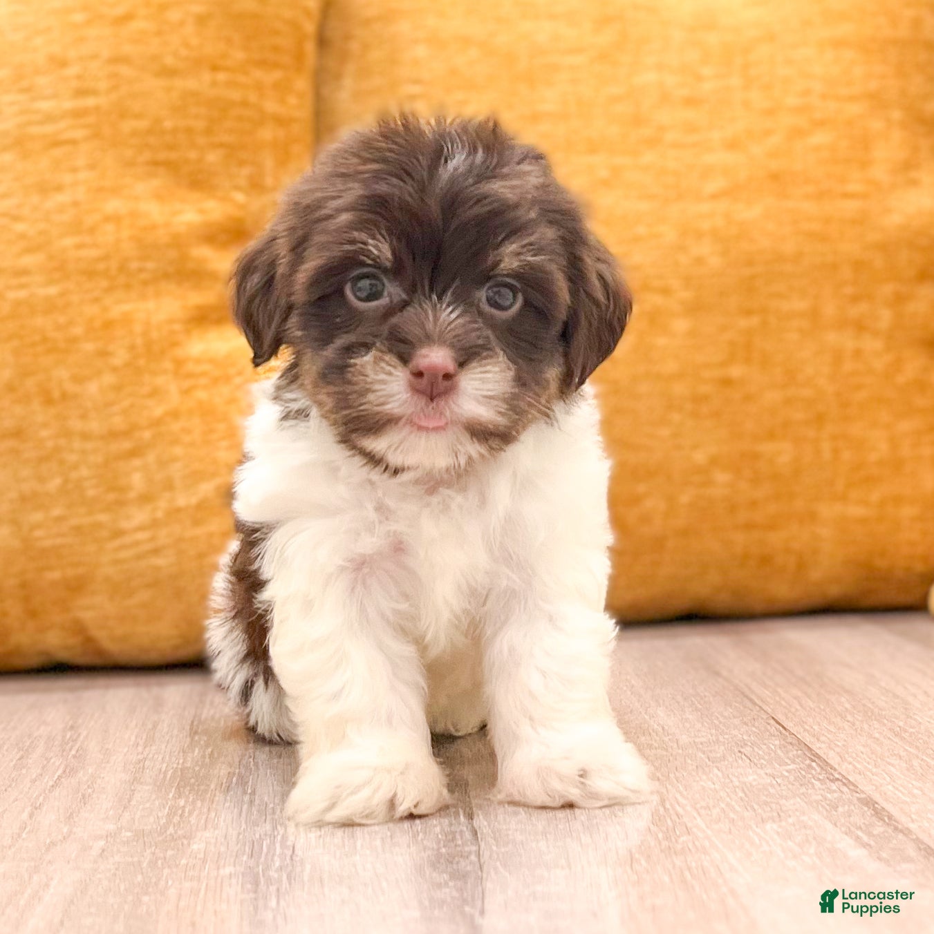 Havanese dogs Lilly - Ad 2