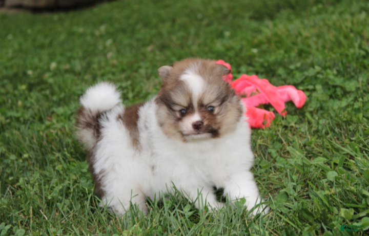 Pomeranian dogs Bentley  - Ad 1