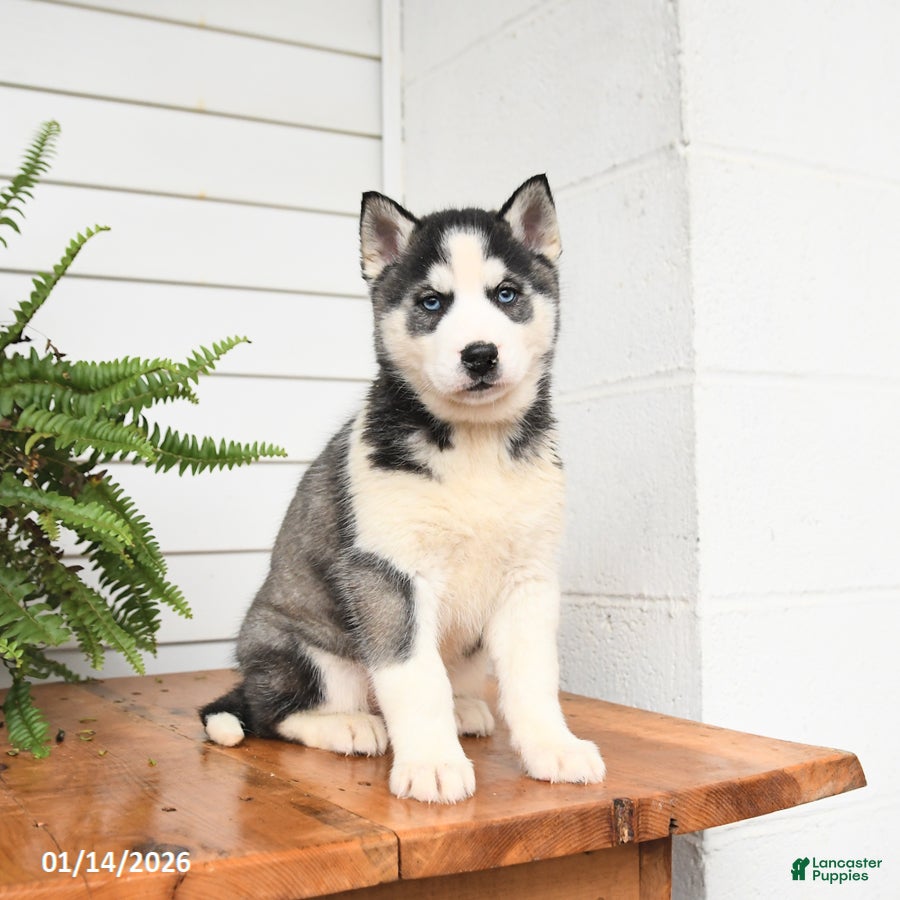 Gerberian Shepsky dogs Glacier - Ad 2