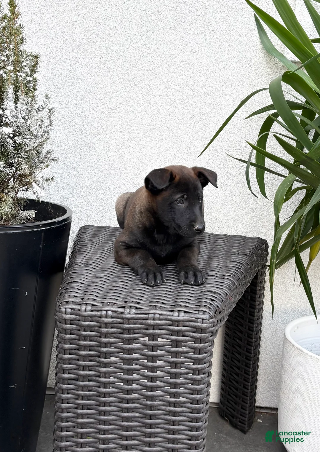 Belgian Malinois dogs for sale: Belgian Malinois Puppy (Mocha) - Ad 1