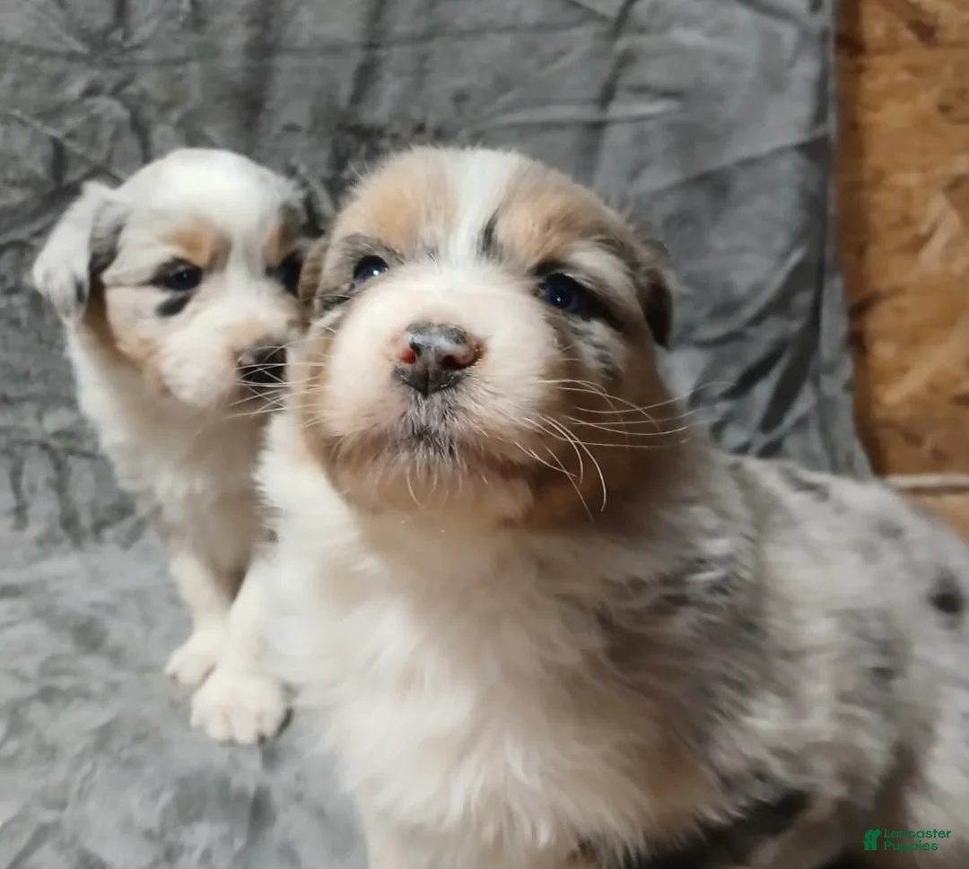 Australian Shepherd dogs for sale: Ryder - Ad 3