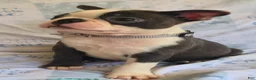 Boston Terrier dogs for sale: Charlie - Ad 6