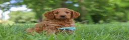 Mini Goldendoodle dogs for sale: Boaz - Ad 5