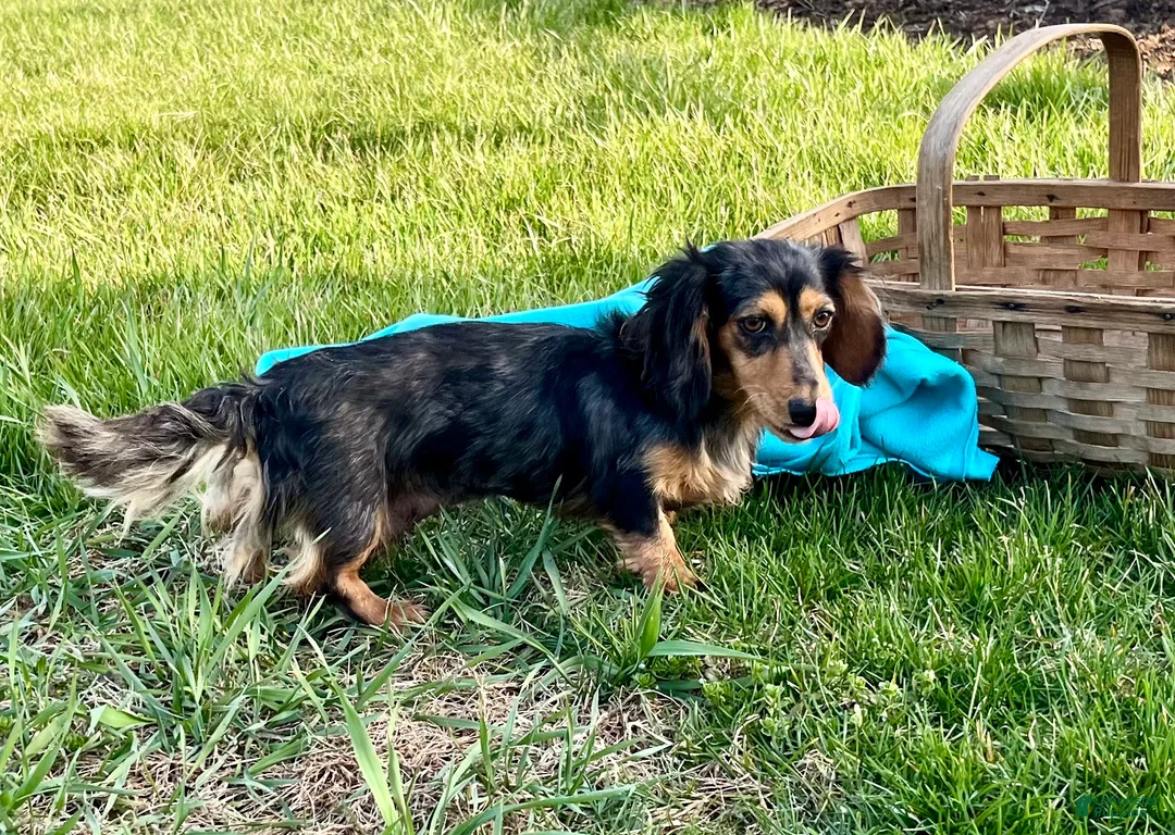 Miniature Dachshund dogs for sale: Juanita🐾❤️AKC Long Haired Beauty Miniature❤️🐾Call 717-201-9727 - Ad 1