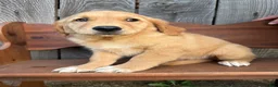Golden Retriever dogs for sale: Bo  - Ad 3