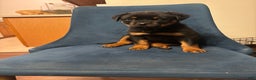 Rottweiler dogs for sale: Nae - Ad 5