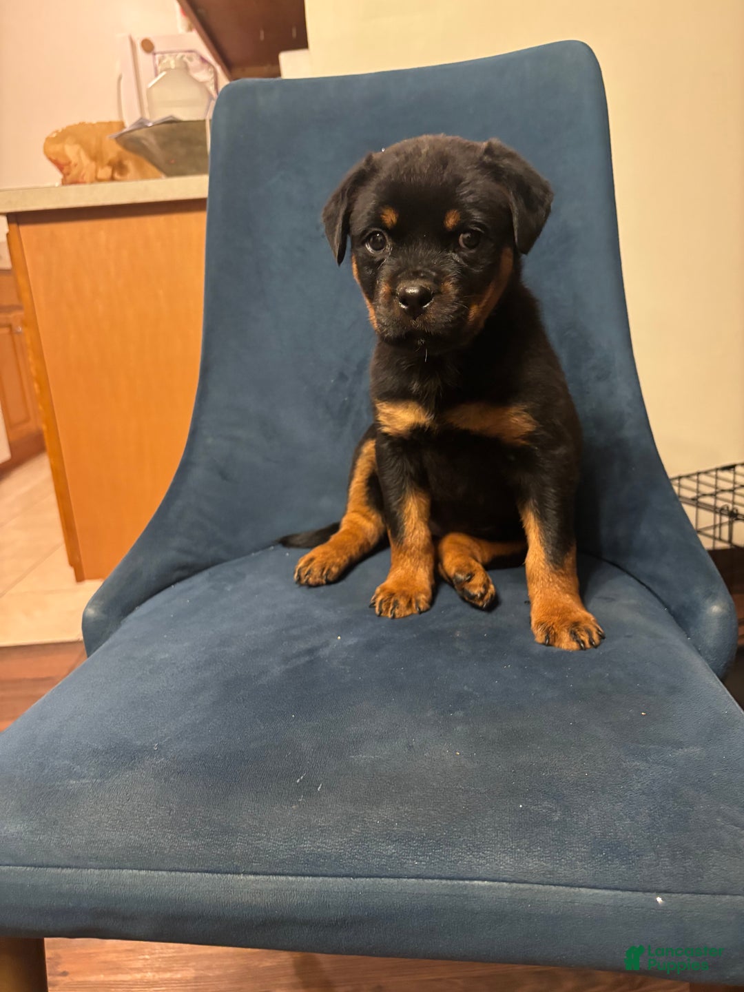 Rottweiler dogs for sale: Nae - Ad 5