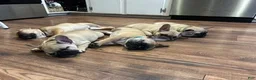 French Bulldog dogs for sale: Chungus(teal) - Ad 3