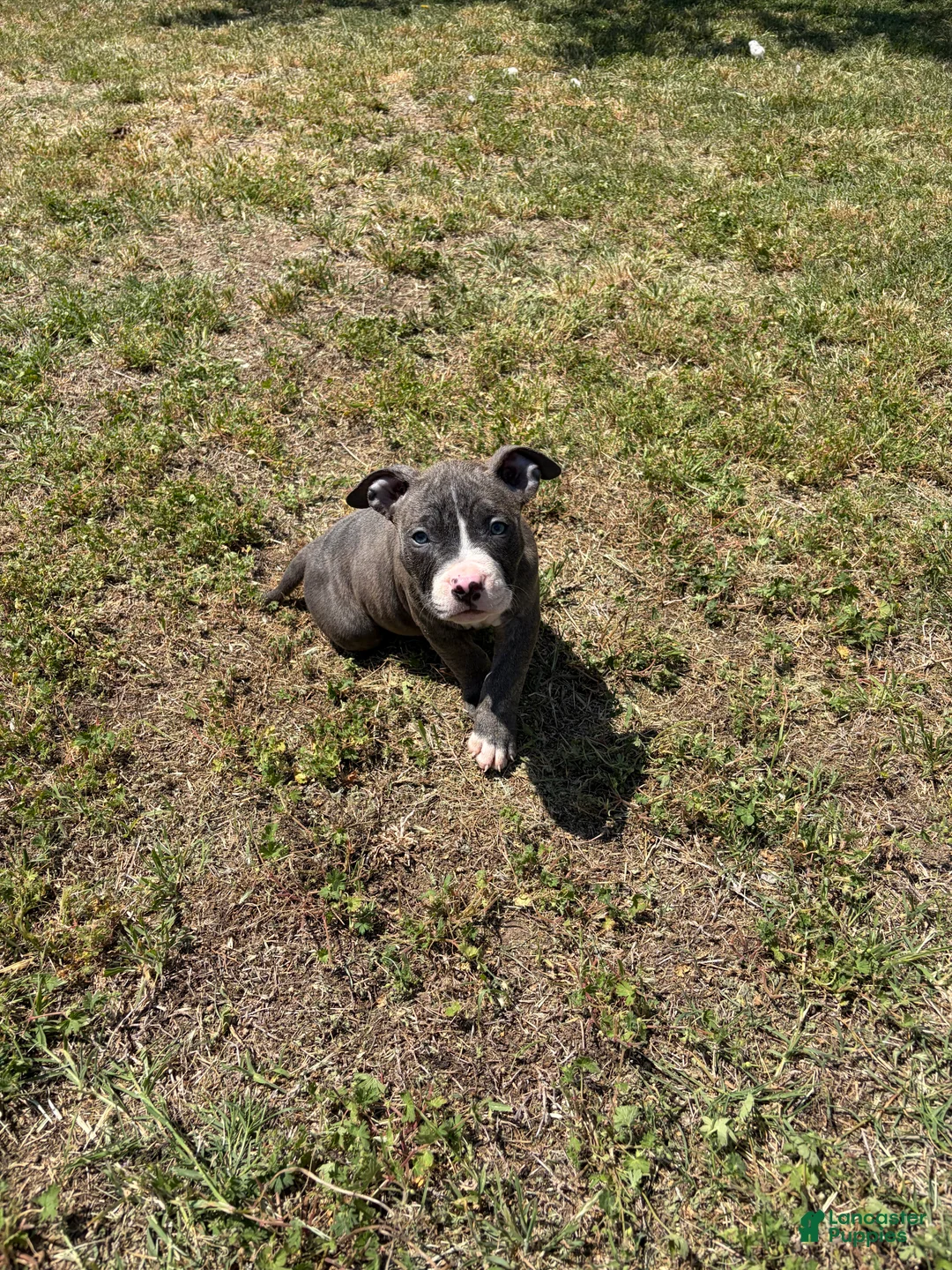 American Bully dogs for sale: American Bully Puppy 1 - Ad 2