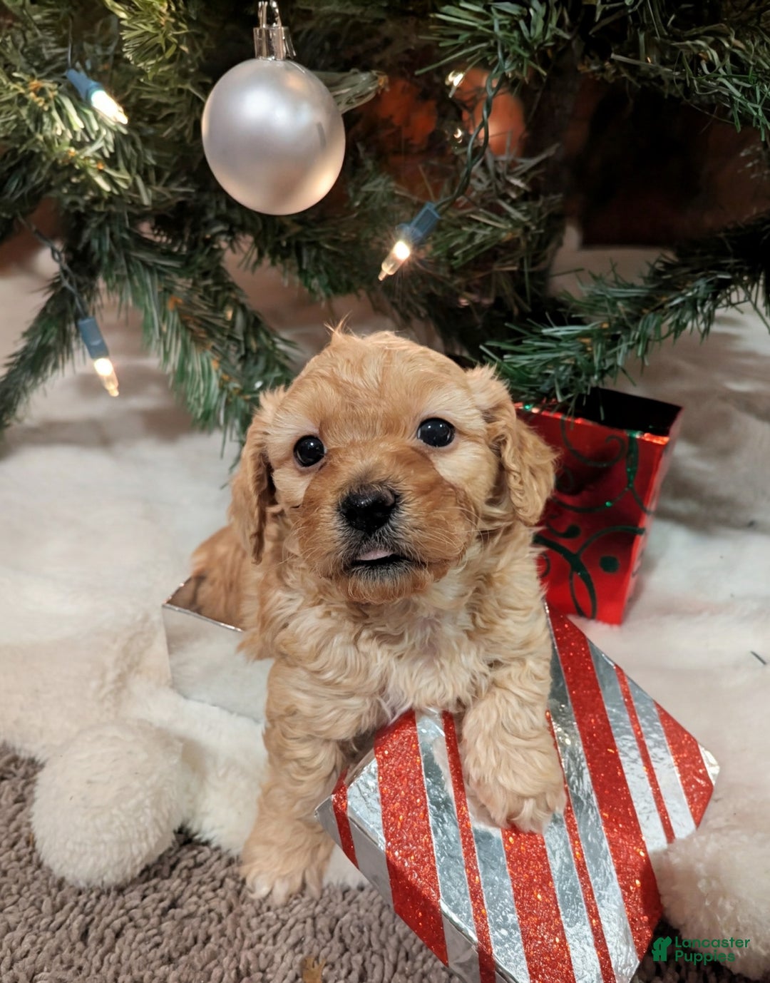 Mixed Breed dogs for sale: Luna  - Ad 2