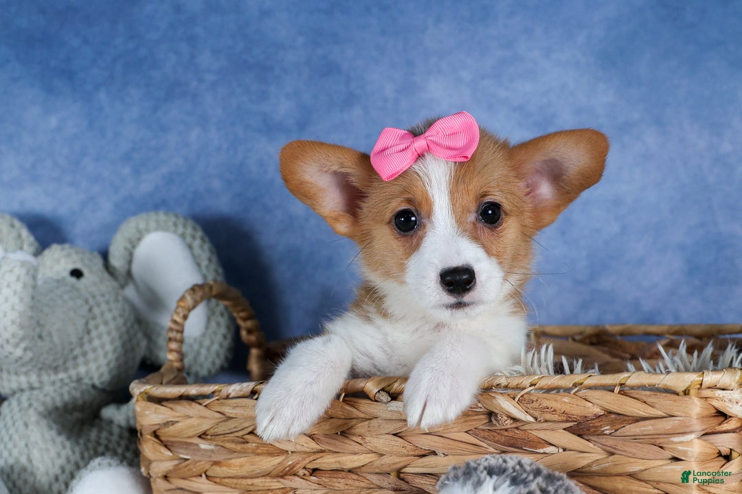 Welsh Corgi Pembroke dogs for sale: Lexi - Ad 3