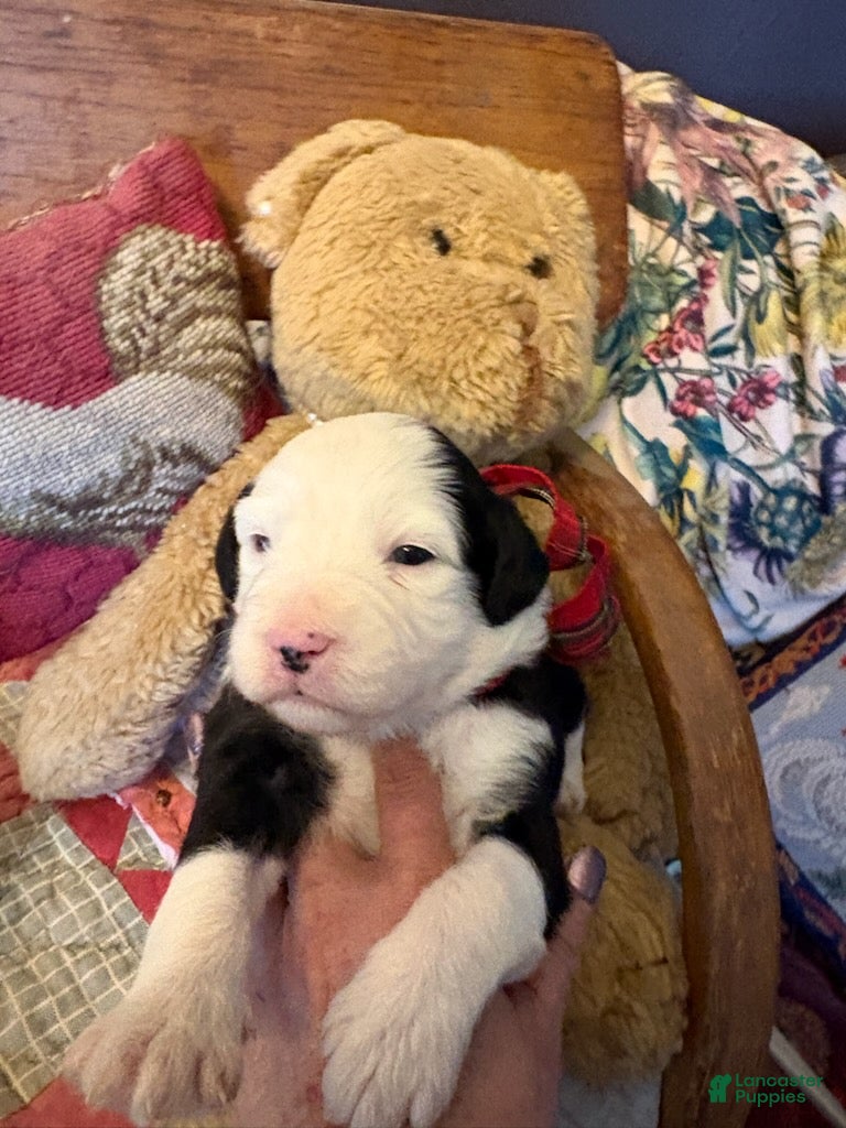 Mini Aussiedoodle dogs Granger - Male - Ad 1