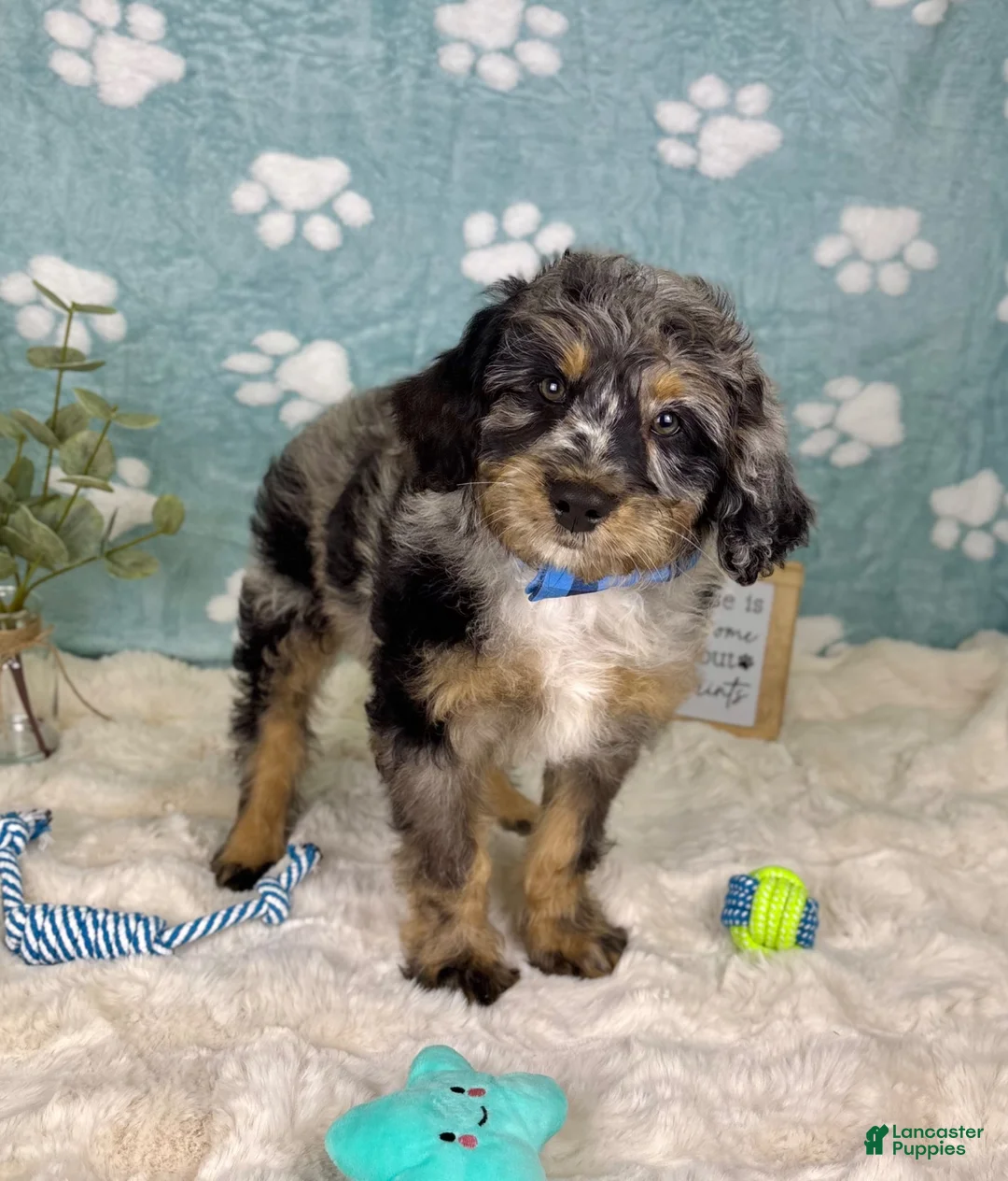 Mini Bernedoodle dogs for sale: Barkley  - Ad 5