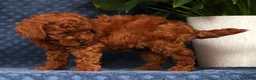 Cavapoo dogs for sale: Samantha - Ad 2