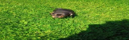 Miniature Dachshund dogs for sale: Dachshund Puppy 2 - Ad 3