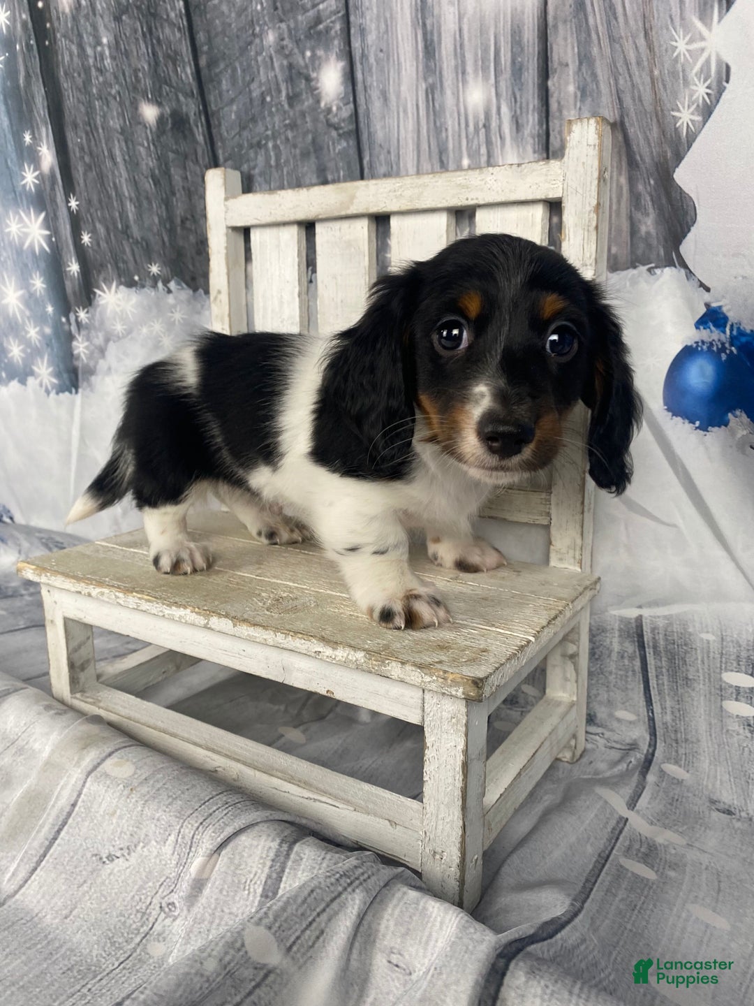 Miniature Dachshund dogs for sale: Benny - Ad 4