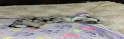 Miniature Australian Shepherd dogs for sale: Teddy  - Ad 5