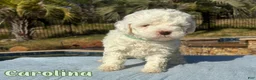 Cavapoo dogs for sale: Carolina  - Ad 1