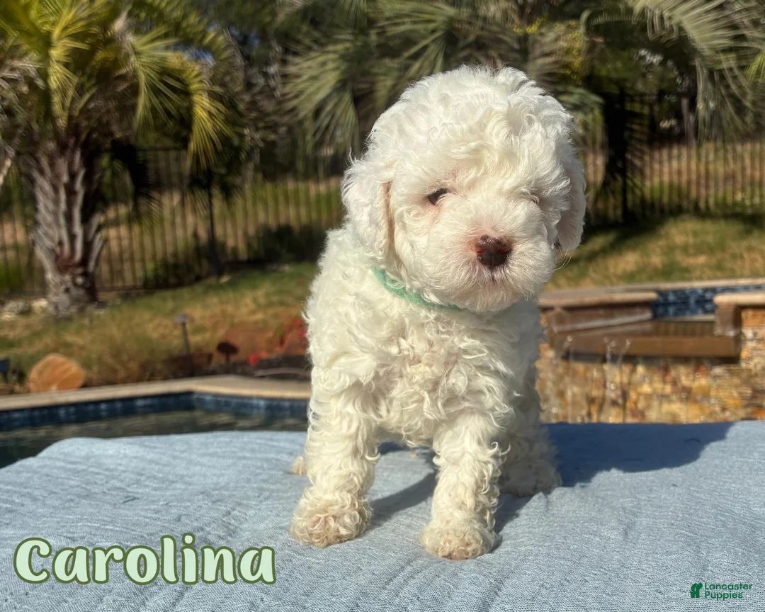 Cavapoo dogs for sale: Carolina  - Ad 1