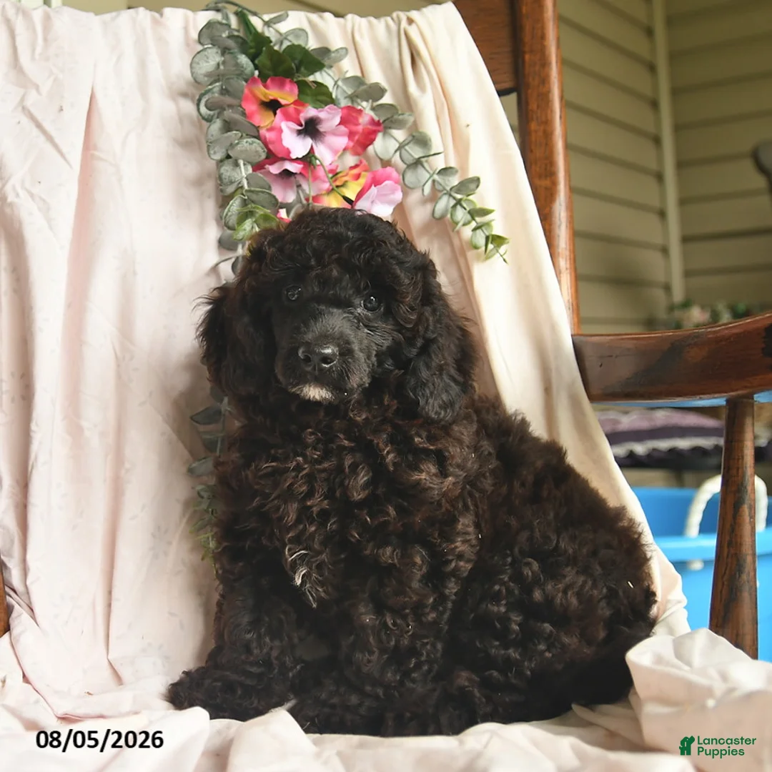 Miniature Poodle dogs for sale: Jordan  - Ad 3