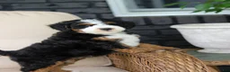 Mini Bernedoodle dogs for sale: Ellie - Ad 11