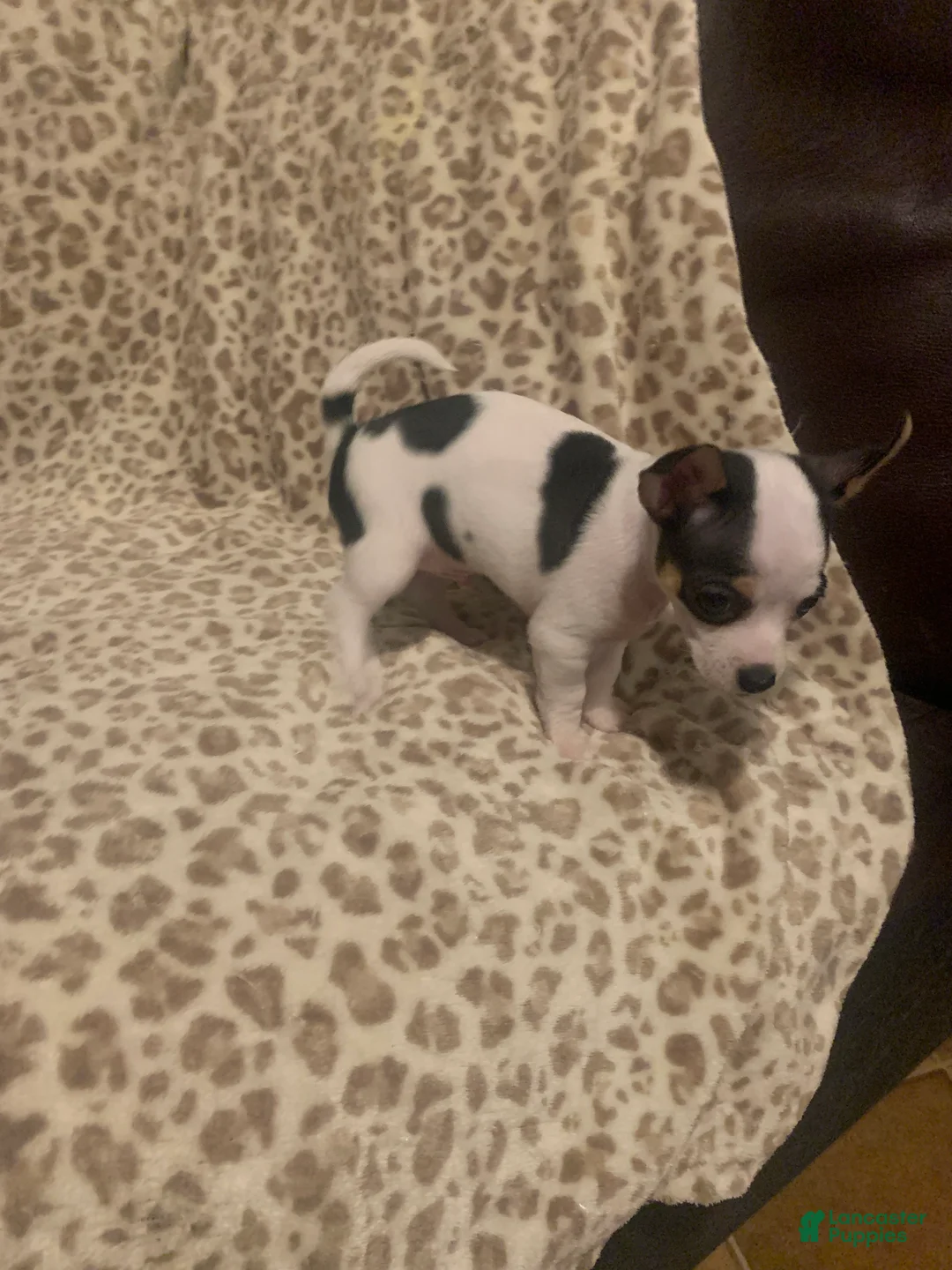 Chihuahua dogs for sale: Chihuahua Puppy 2 - Ad 3