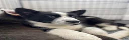 Siberian Husky dogs for sale: Skye - Ad 4
