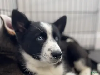 Siberian Husky dogs Skye - Ad 26