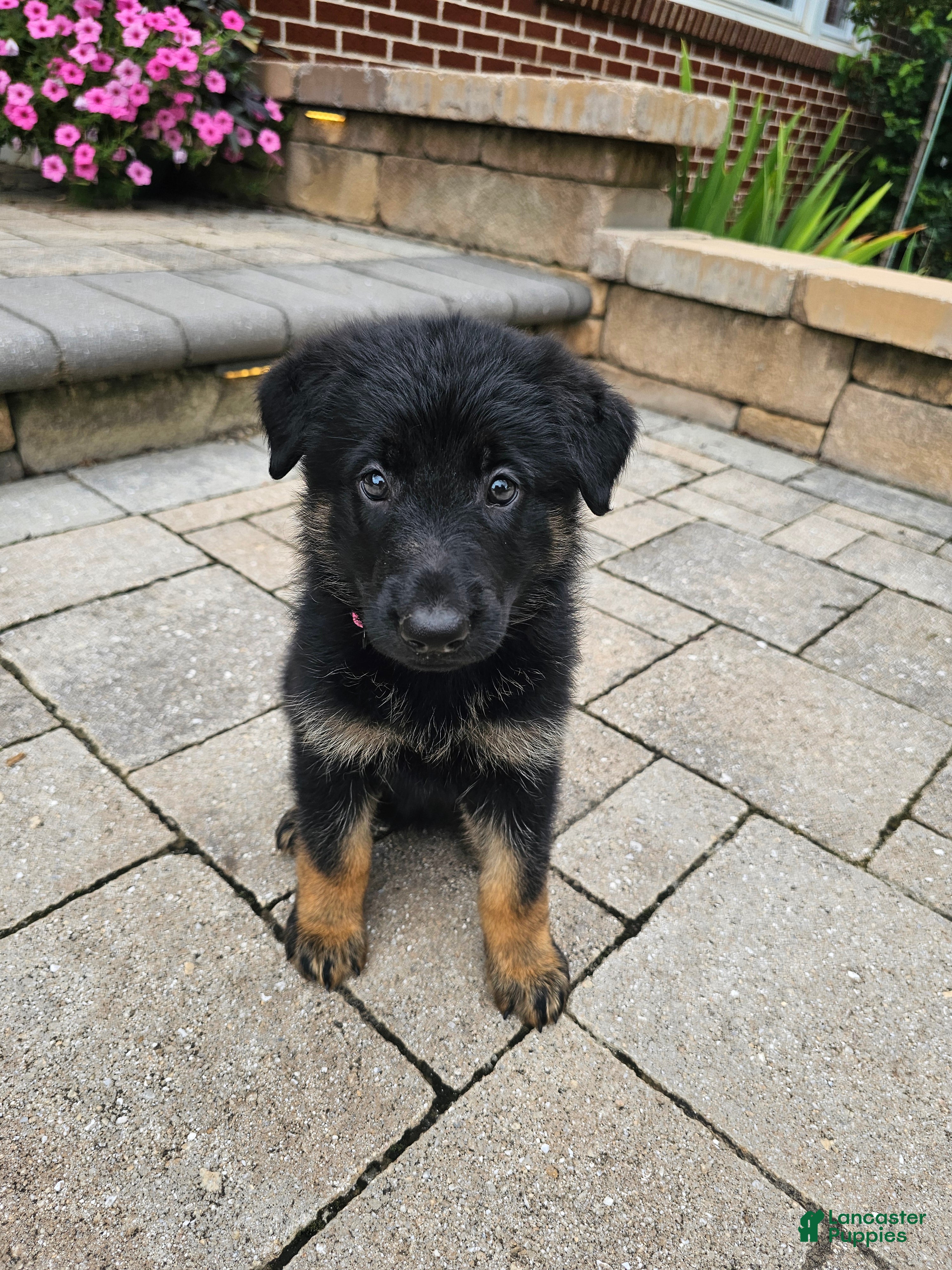 German Shepherd dogs for sale: Cassie - Ad 2