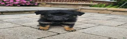 German Shepherd dogs for sale: Cassie - Ad 1