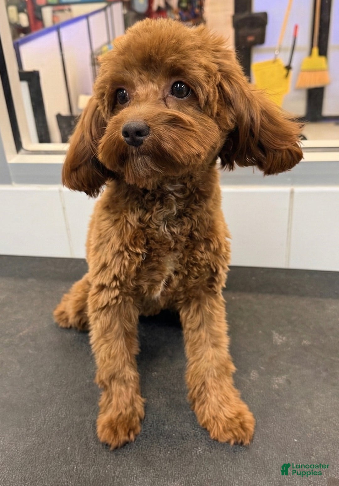 Cockapoo dogs for sale: Cedar - Ad 1