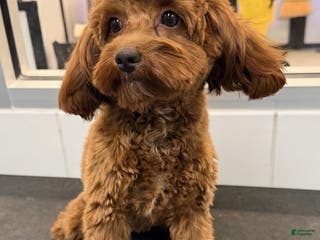 Cockapoo dogs Cedar - Ad 11