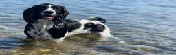 English Springer Spaniel dogs for sale: Drake - Ad 3