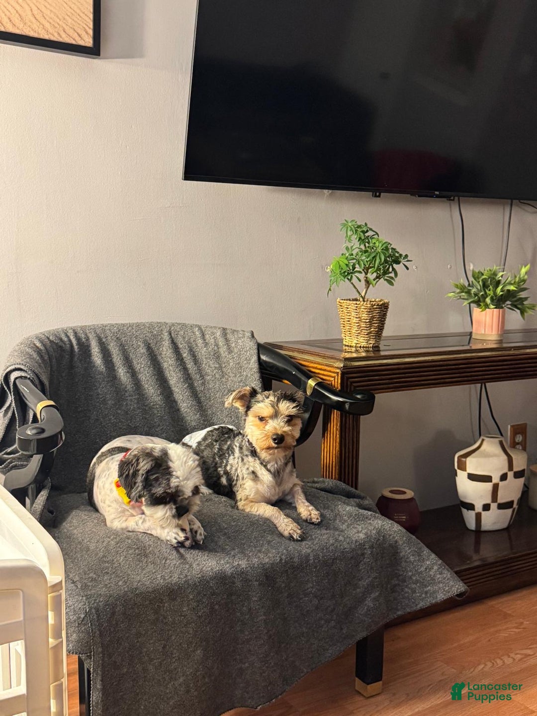 Shorkie dogs for sale: Shorkie Puppy 4 Blessy - Ad 8