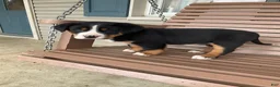 Greater Swiss Mountain Dog dogs for sale: Ben - Ad 18