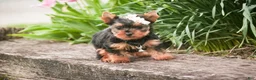 Yorkshire Terrier dogs for sale: Aspen - Ad 5